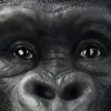 Dekoracja stojąca Gorilla Front 90x107 cm czarna