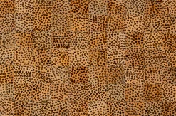 Dywan Leo Square 170x240cm