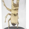 Obiekt dekoracyjny Bell Jar Hercules Beetle 20cm