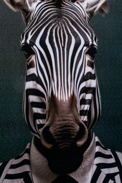 Obraz Mister Zebra 50x70cm