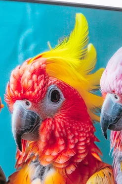 Obraz szklany Cockatoo Chatter 150x100cm