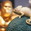 Pudełko na biżuterię lub kosmetyki Chameleon 34 cm zielono-złote