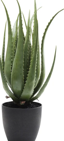 Roślina dekoracyjna Aloe 69 cm