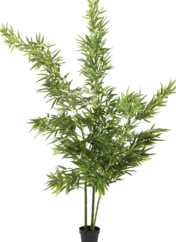 Roślina dekoracyjna Bamboo Tree 200 cm