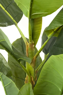 Roślina dekoracyjna Banana Tree 180 cm
