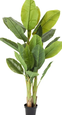 Roślina dekoracyjna Banana Tree 180 cm