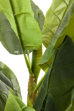 Roślina dekoracyjna Banana Tree 180 cm