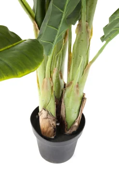 Roślina dekoracyjna Banana Tree 180 cm