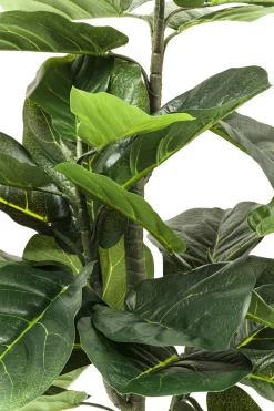 Roślina dekoracyjna Fiddle Leaf 120 cm