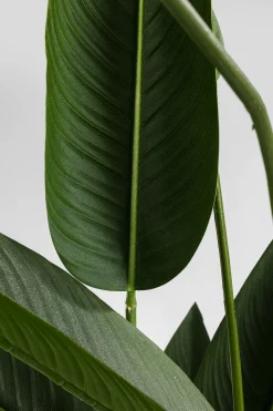 Roślina dekoracyjna Paradise Flowers 190 cm