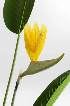 Roślina dekoracyjna Paradise Flowers 190 cm