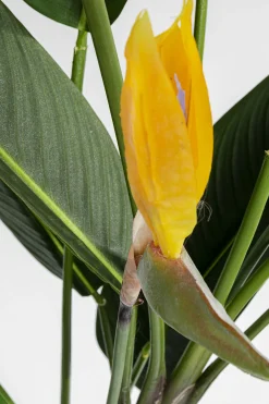 Roślina dekoracyjna Paradise Flowers 190 cm