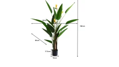 Roślina dekoracyjna Paradise Flowers 190 cm