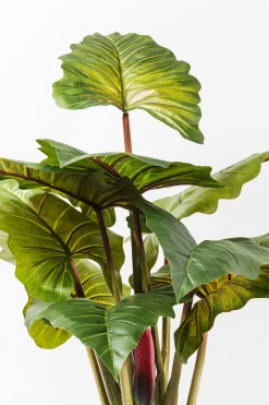 Roślina dekoracyjna Rainforest Red 170 cm kolorowa