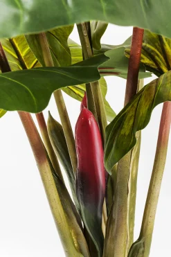 Roślina dekoracyjna Rainforest Red 170 cm kolorowa