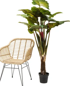 Roślina dekoracyjna Rainforest Red 170 cm kolorowa
