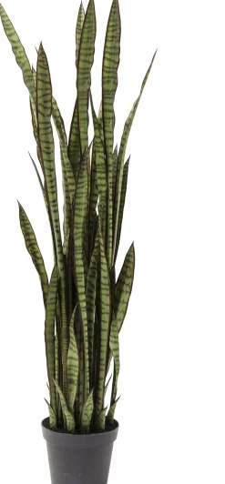 Roślina dekoracyjna Sansewieria 155 cm