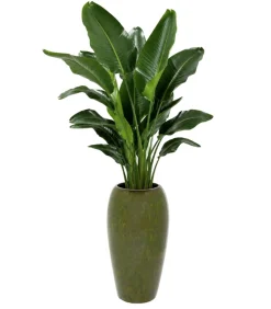Wazon Cali zielony 62cm